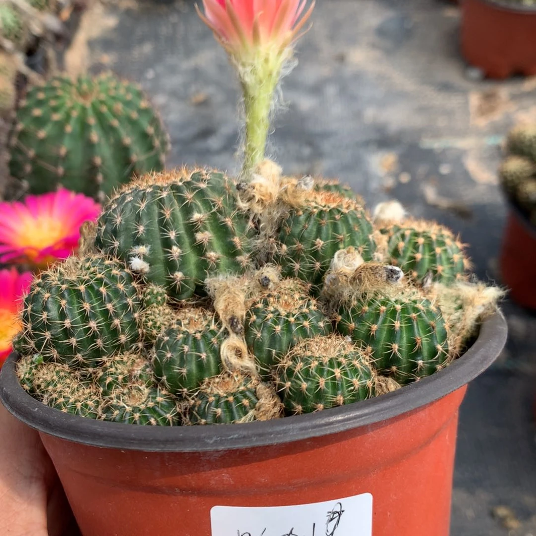 呦专拍带捧土发货