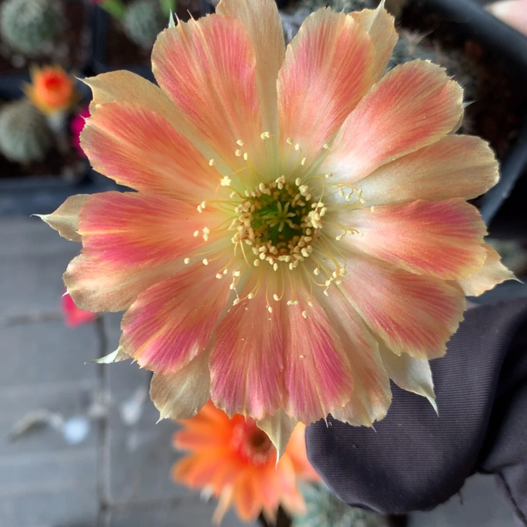 23实生丽花4厘米左右