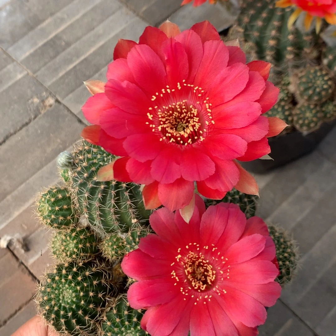 18落地自根丽花带盆土发货