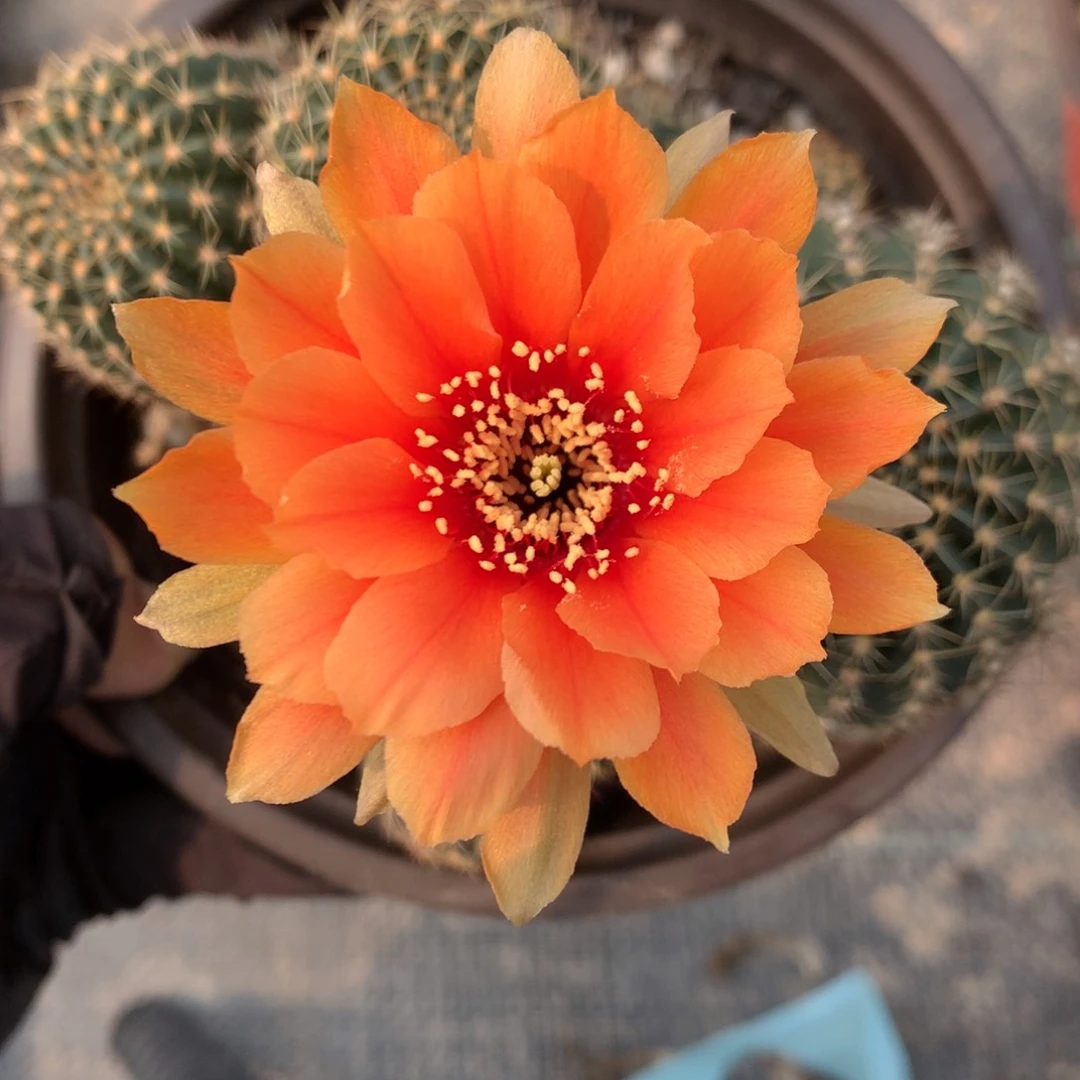 14丽花落地自根15厘米盆带盆土发货