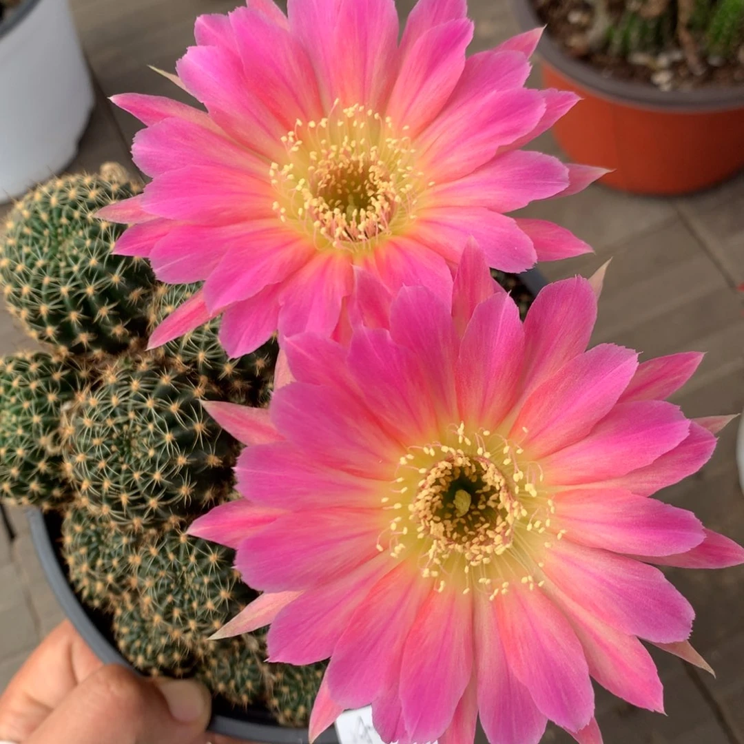 冰糖葫芦专拍带盆土发货