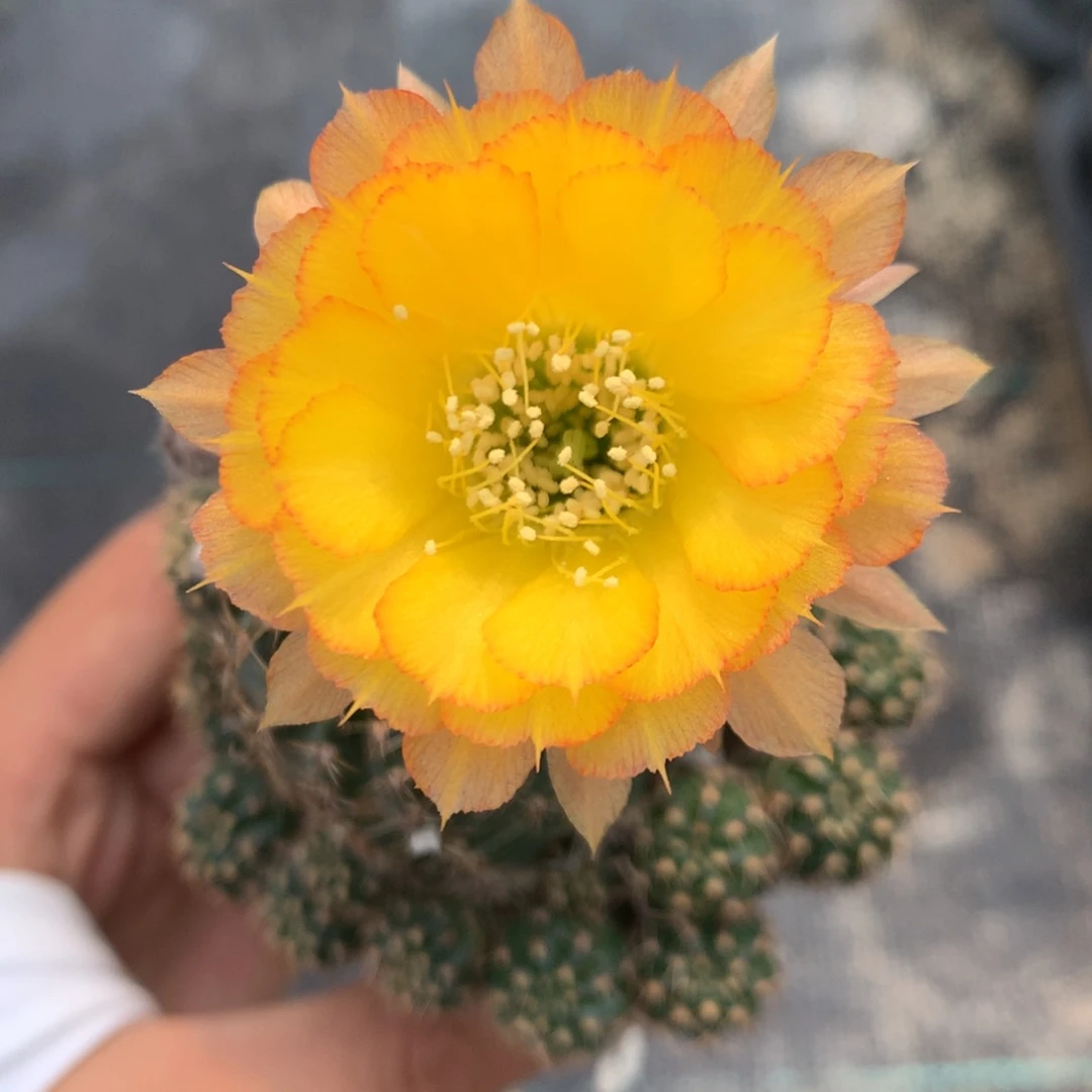 812侧芽自根丽花6厘米盆