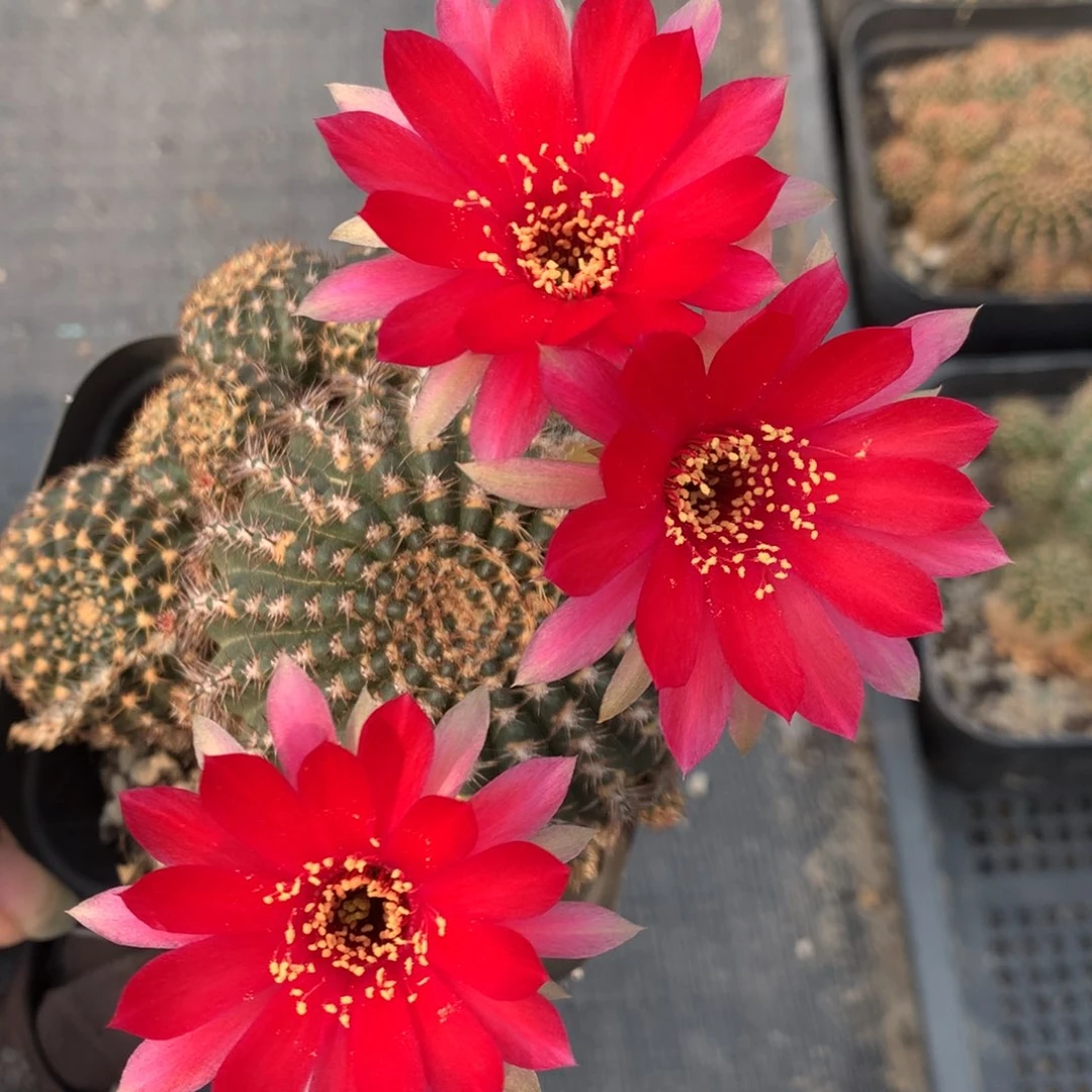 12丽花落地自根10厘米盆带盆土发货