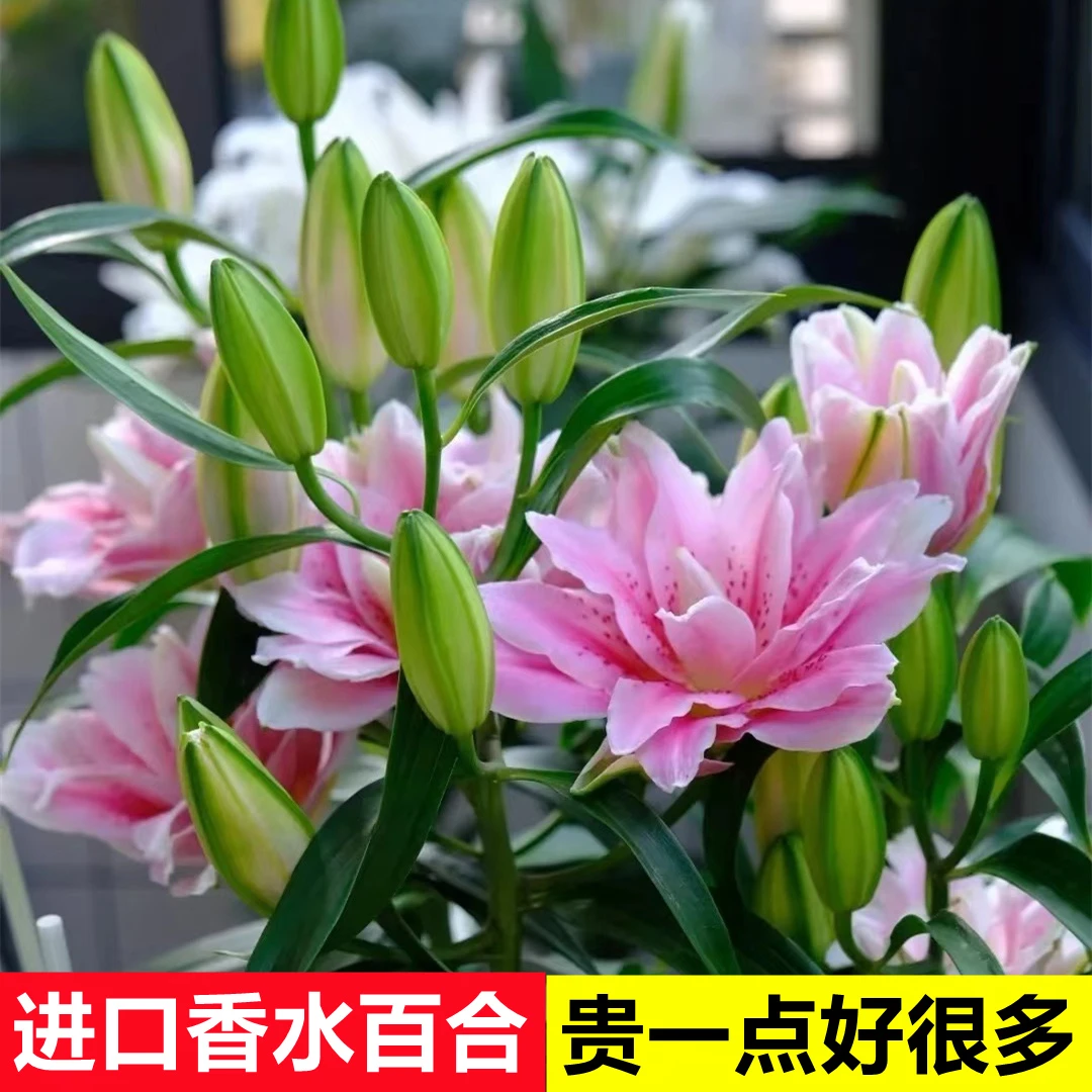 11 百合）重瓣香水百合东方种球根四季花卉大球室内外种植多苞香味