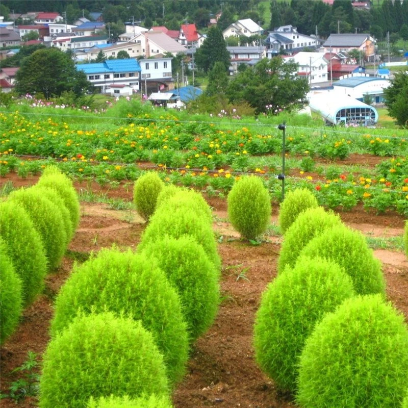 地肤草种子新红绿季节地肤花种子阳台孔雀松景观花海庭院草花种子