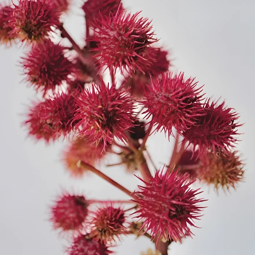 野生蓖麻子蓖麻籽红蓖麻蓖麻仁蓖麻种子红大麻子新蓖麻种子