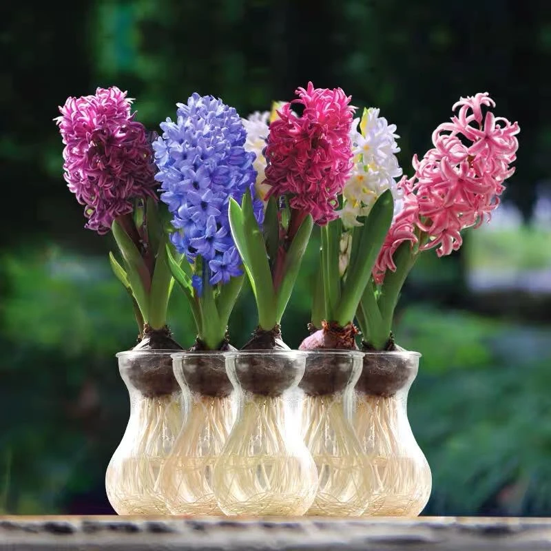 进口重瓣风信子种球1颗盆栽大球水培土养培花苗室内水养花卉植物