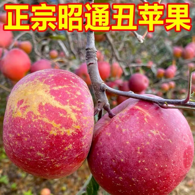 云南昭通冰糖心丑苹果新鲜现摘孕妇应季水果2/5斤整箱包邮