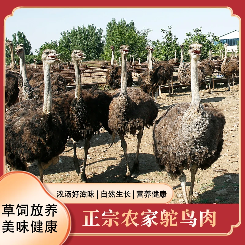 圣鸵农场自养新鲜驼鸟肉高端酒店食材