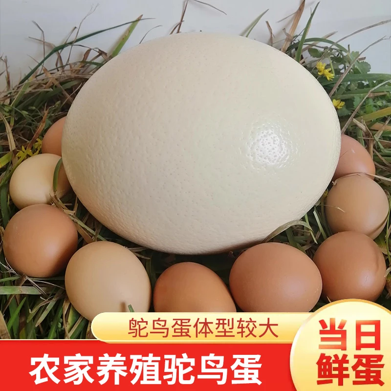 圣鸵新鲜现产大号驼鸟蛋顺丰包邮