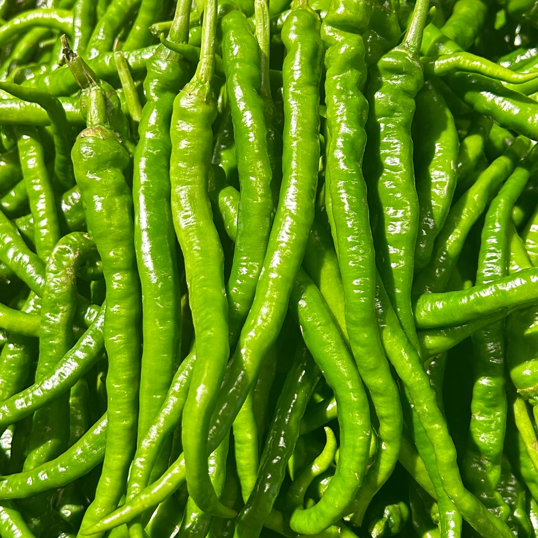 湘西高山露天种植湖南本地青辣椒