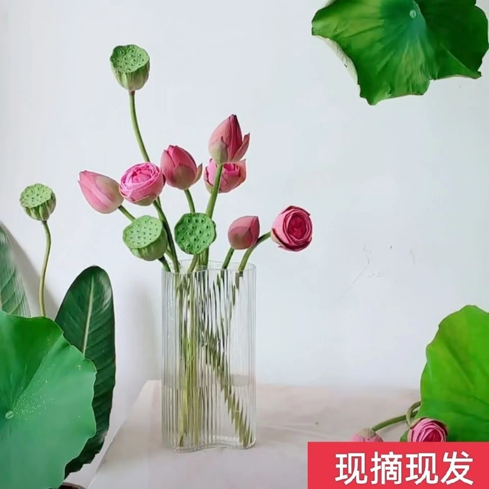 荷花莲蓬睡莲鲜花家庭插花干花摆件云南鲜花花舍鲜花水养鲜花生日