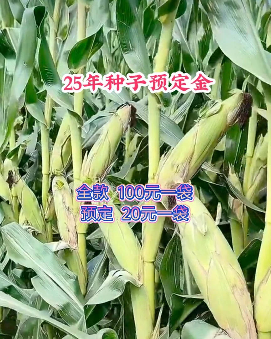 绿植（高产玉米）石