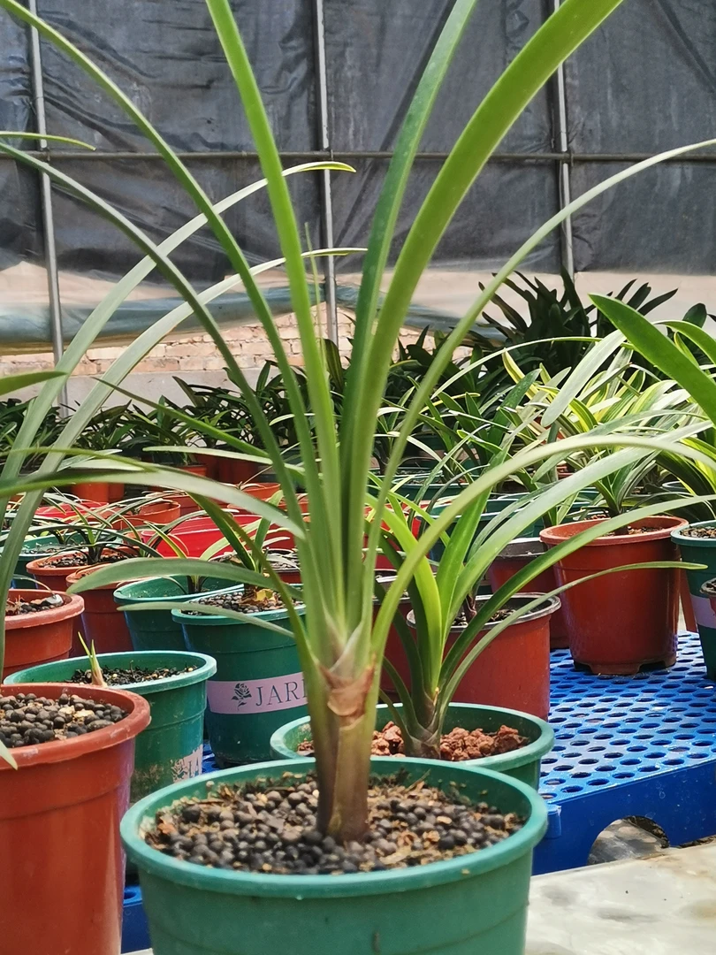 精品君子兰，毛兰，沼泽，花园，有茎等