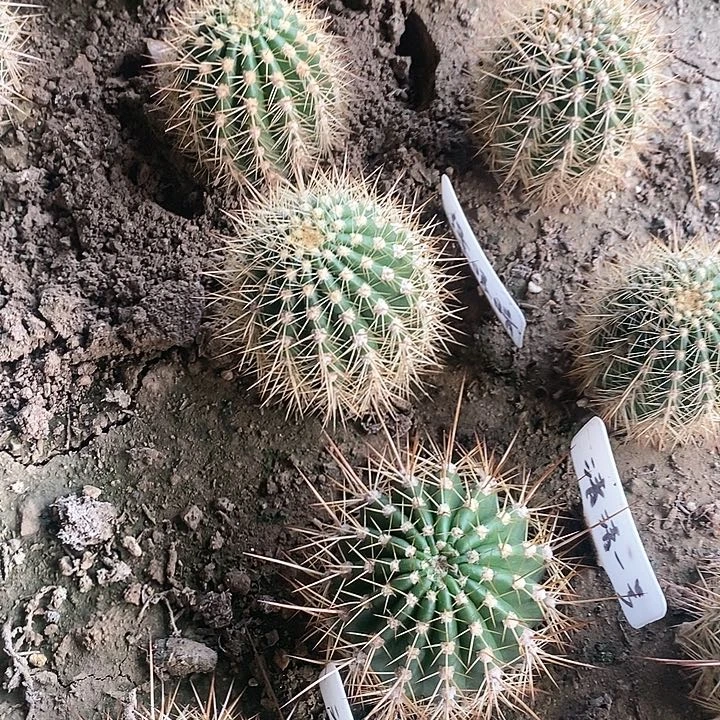 仙人球毛花柱绿眼睛，8号