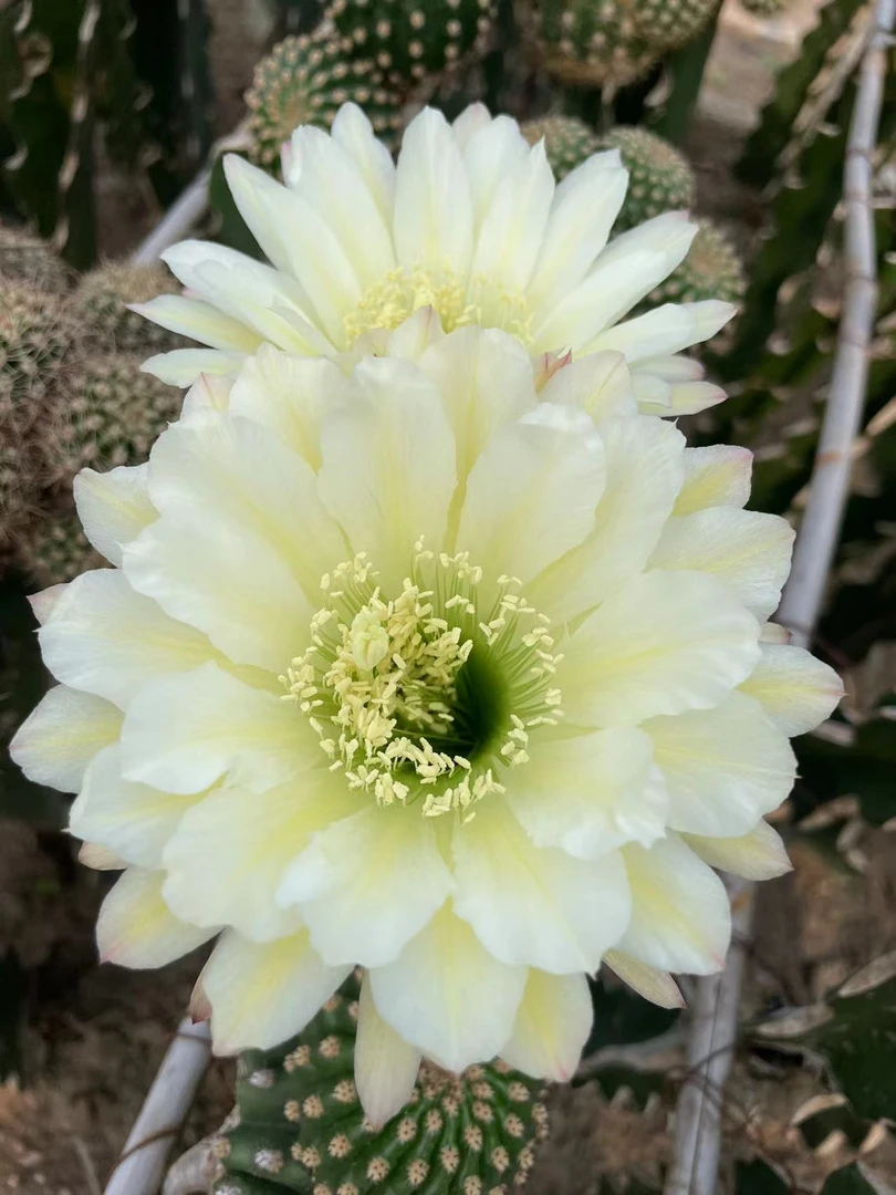 仙人球毛花柱 青衣 有根