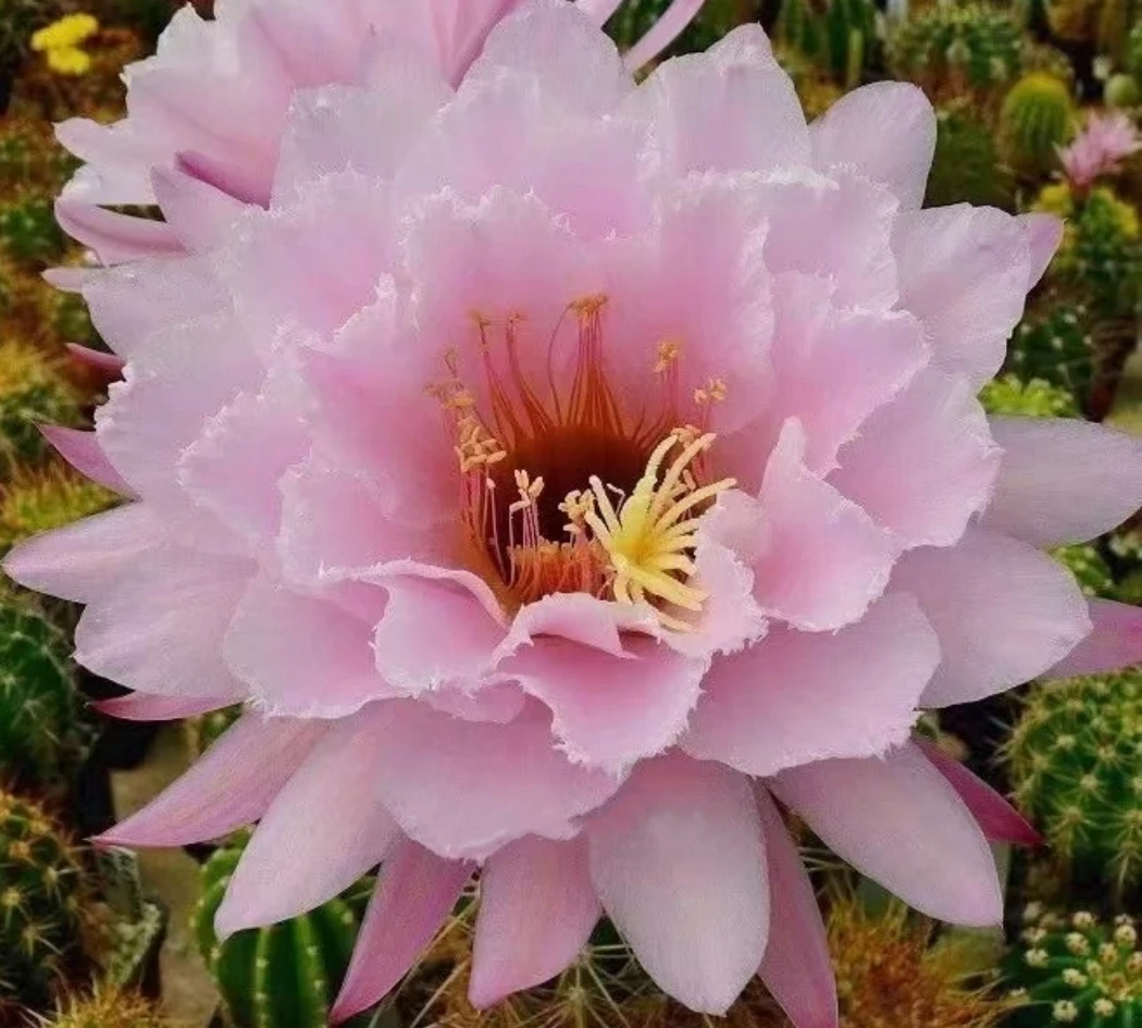 仙人球毛花柱 格莱瑟的衬裙 有根
