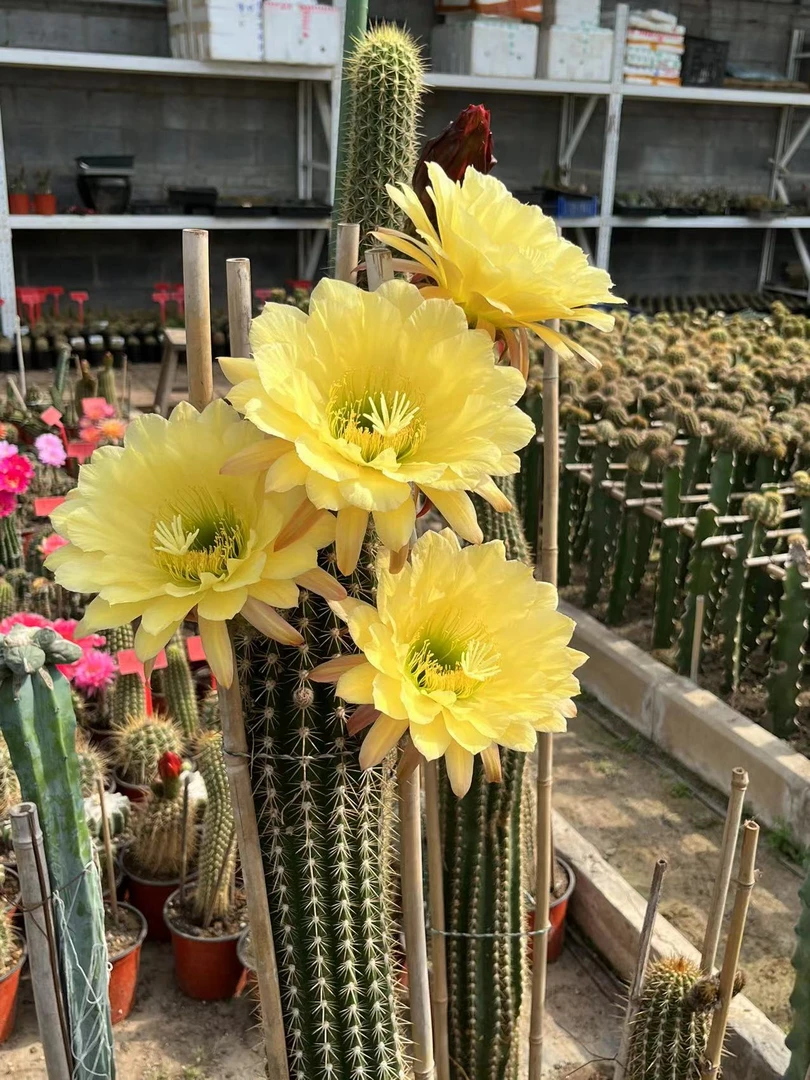 仙人球毛花柱 马可波罗 有根