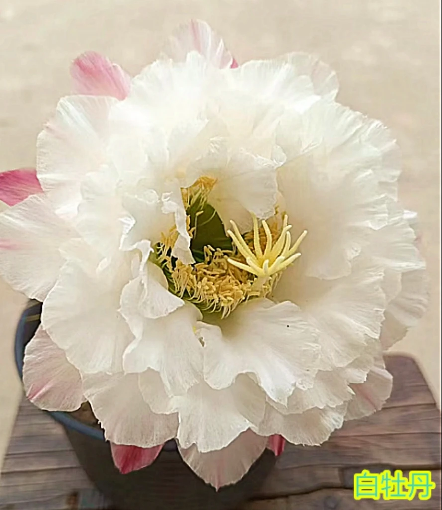 仙人球毛花柱 白牡丹 无根侧芽