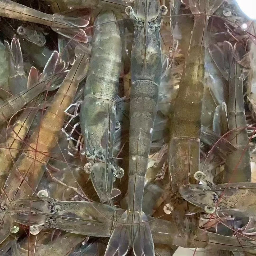 鲜活基围虾250g/500g/1500g