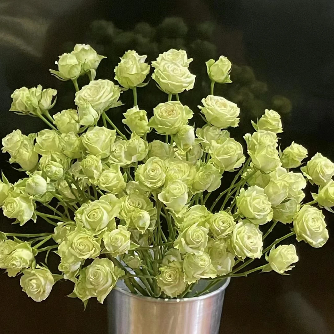 繁星鲜花养护插瓶炸养护简单2单顺丰包邮损耗10%不售后