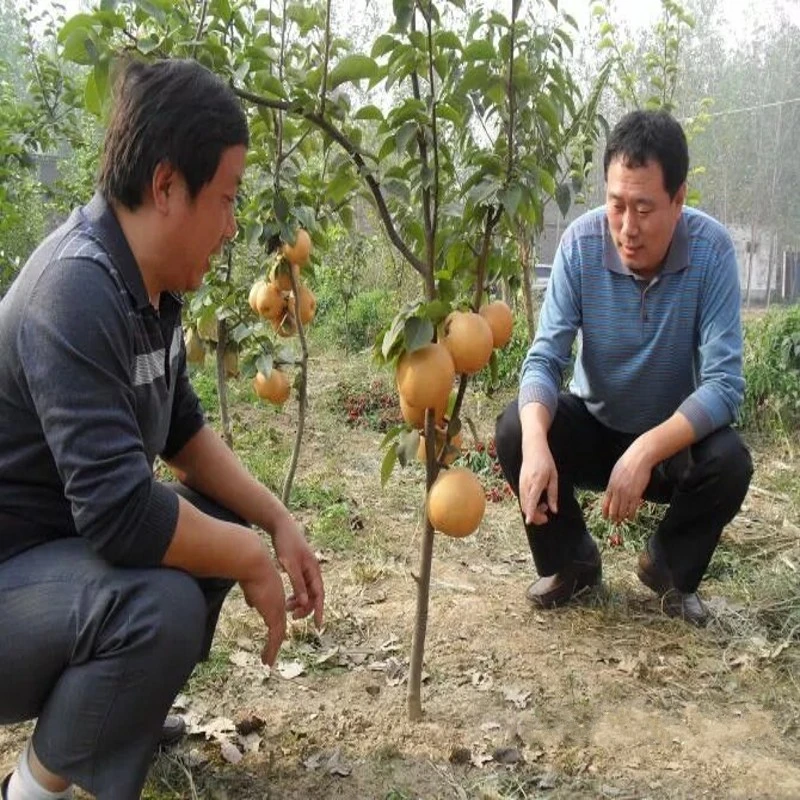 翠冠梨树苗 嫁接梨树苗 秋月梨苗 南方北方盆栽地栽果树