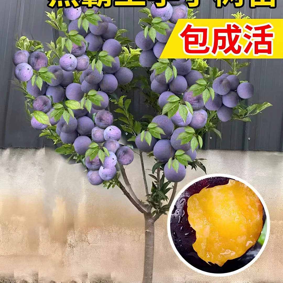 嫁接蜂蜜李子苗蜂糖李子树苗三华李子苗南北方种植