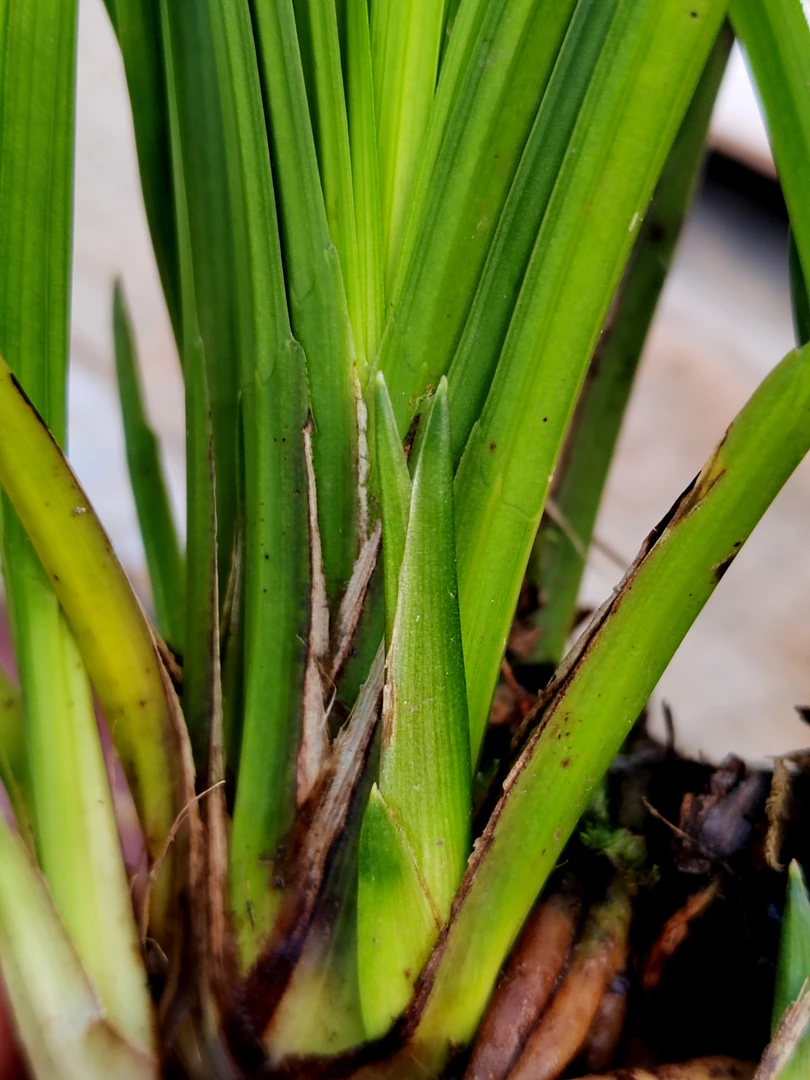 贵州本地送春叶型好草兰花