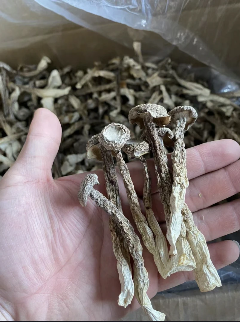 鹿茸菇干货特级广东阳江