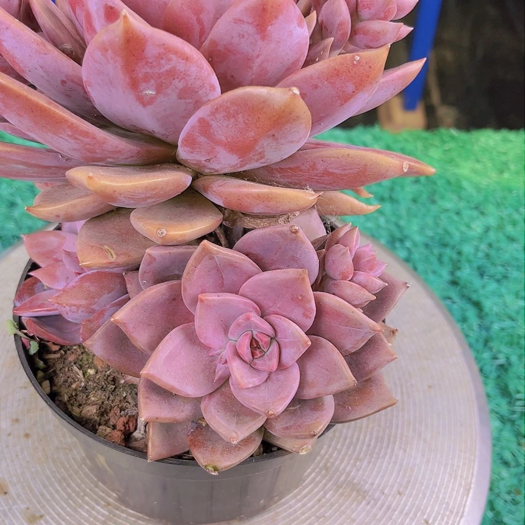 詠****＠88888888888888888