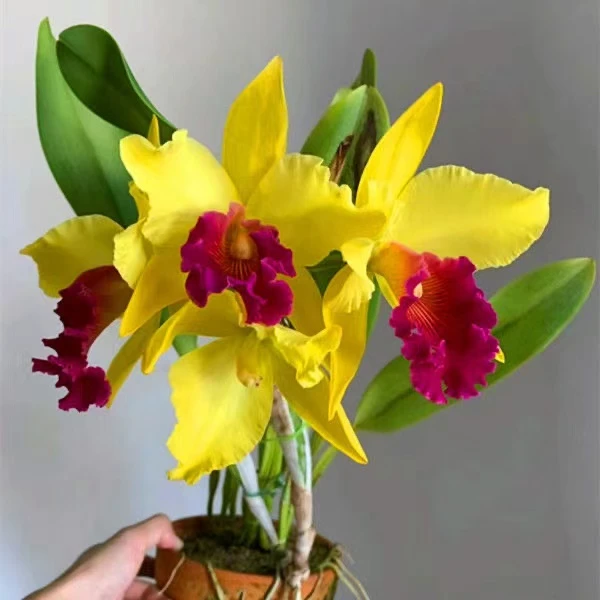 金丝雀卡特兰 特大花型 浓香型