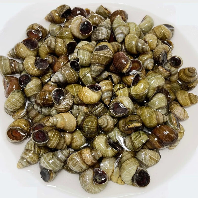 鲜活去尾田螺约500g