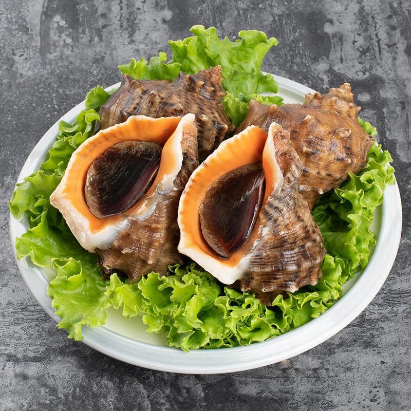 鲜活海螺（有紫色粘液腥味属正常现象  介意慎拍）