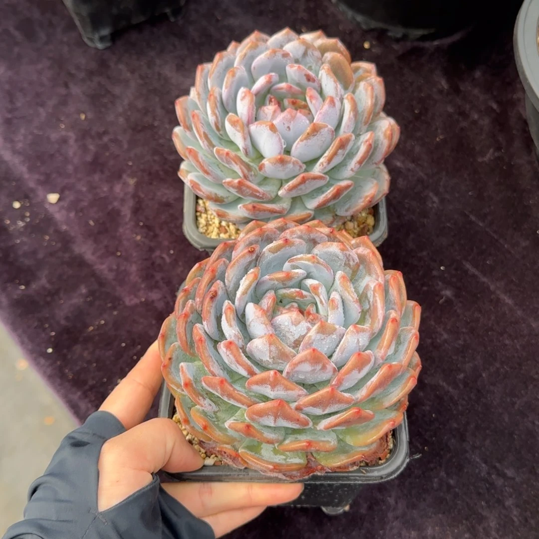 12厘米左右一物一拍的有桩