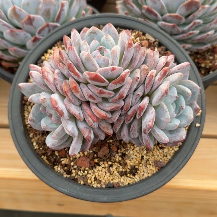 14厘米左右一物一拍的