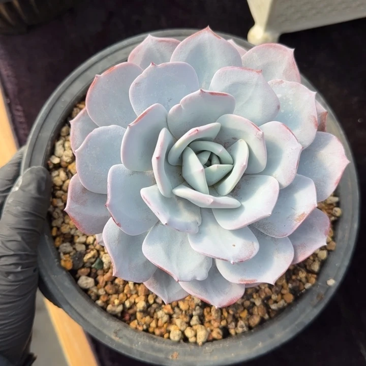 13厘米左右一物一拍的奶茶