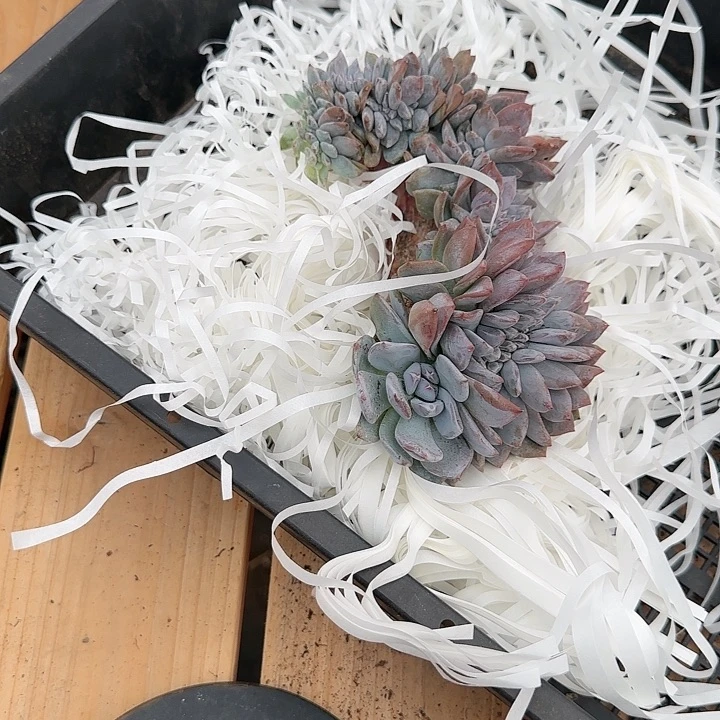 微微瑕疵缀化一物一拍