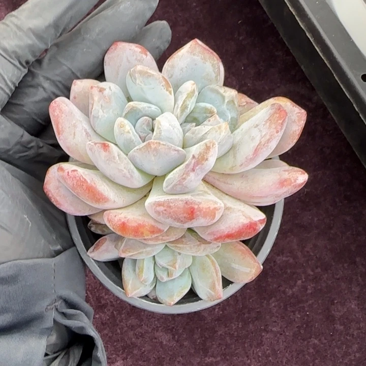 10厘米左右一物一拍么