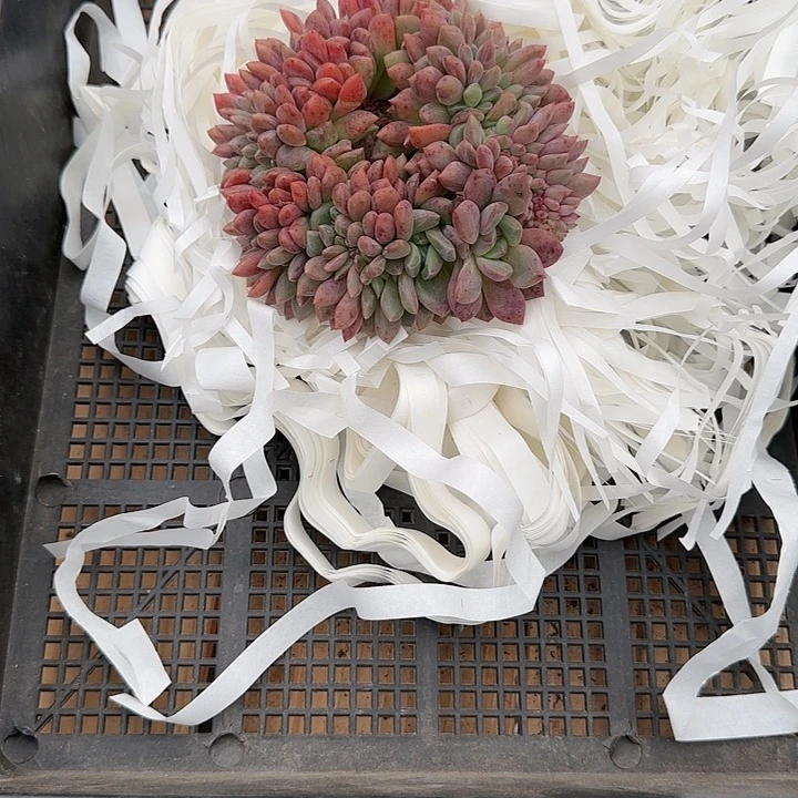 爱丽儿缀化一物一拍