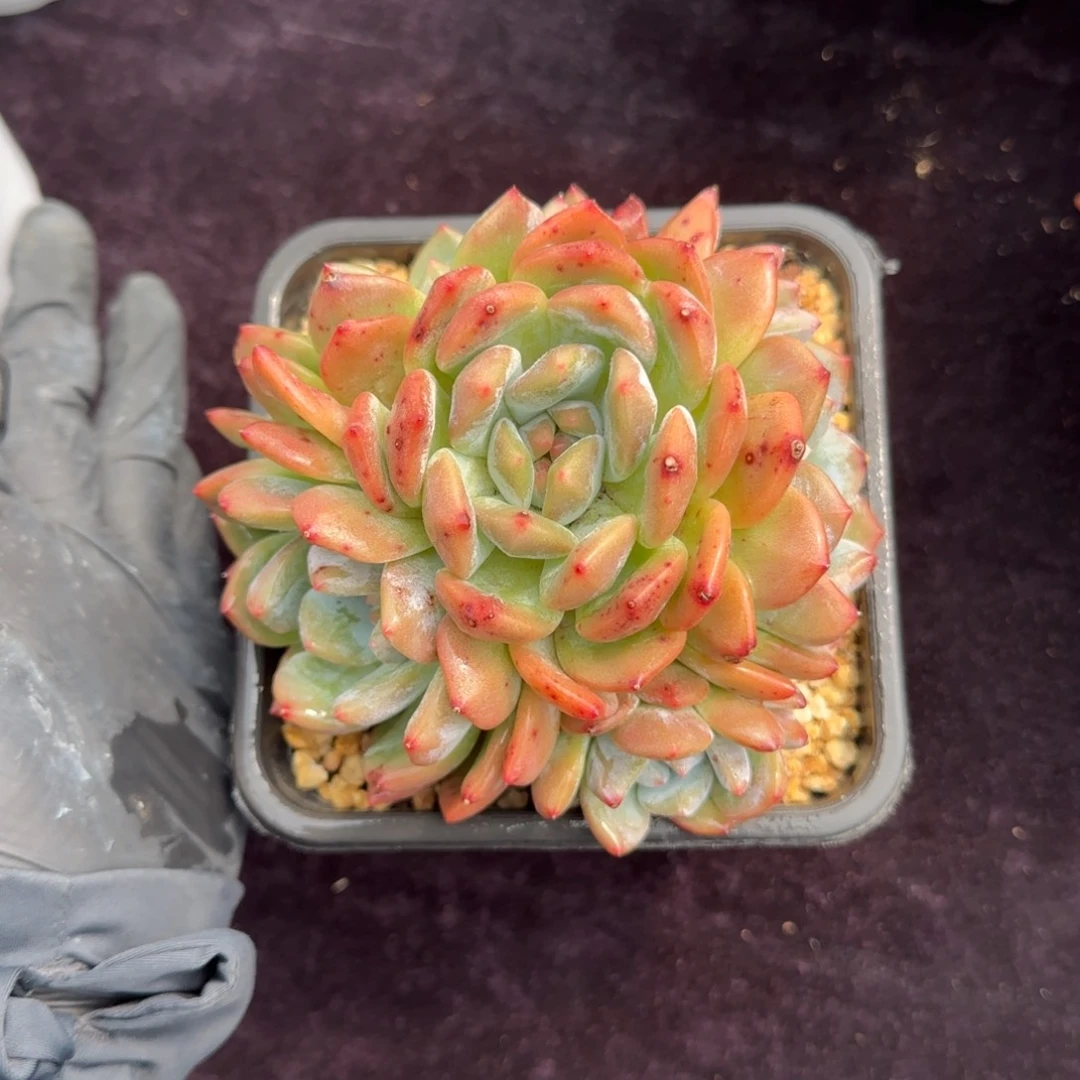 M**敏12厘米左右一物一拍的的