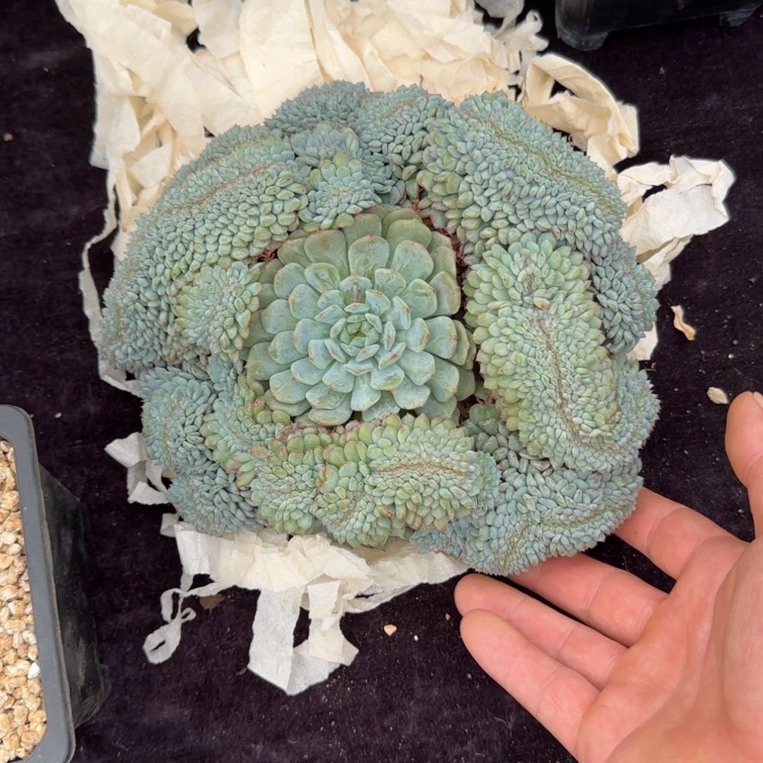 柳****园21厘米的尺寸一物一拍