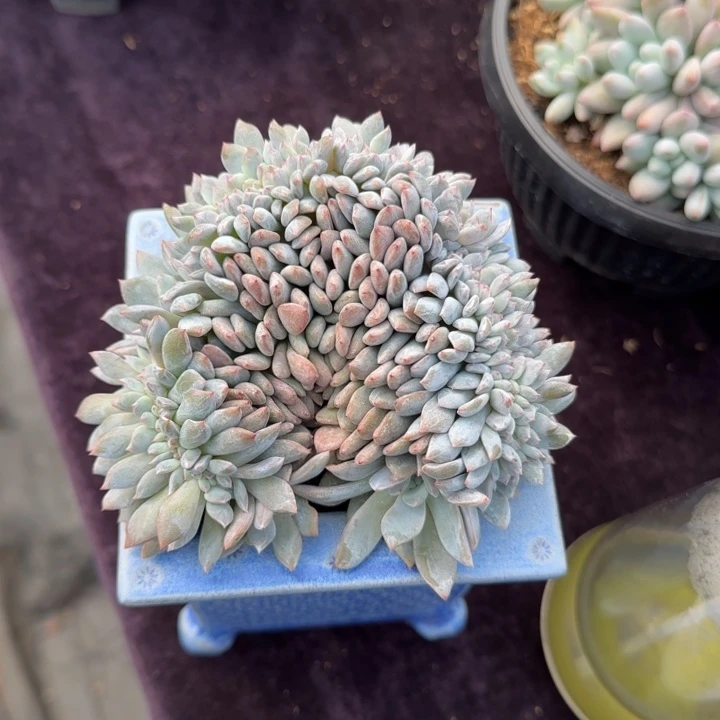 12厘米左右星影缀一物一拍的