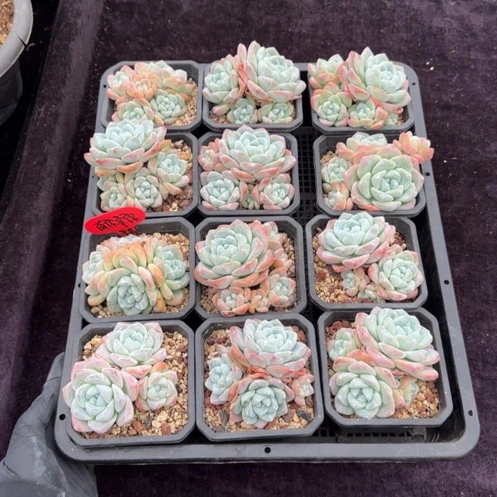 幸**你8厘米左右12颗一物一拍的