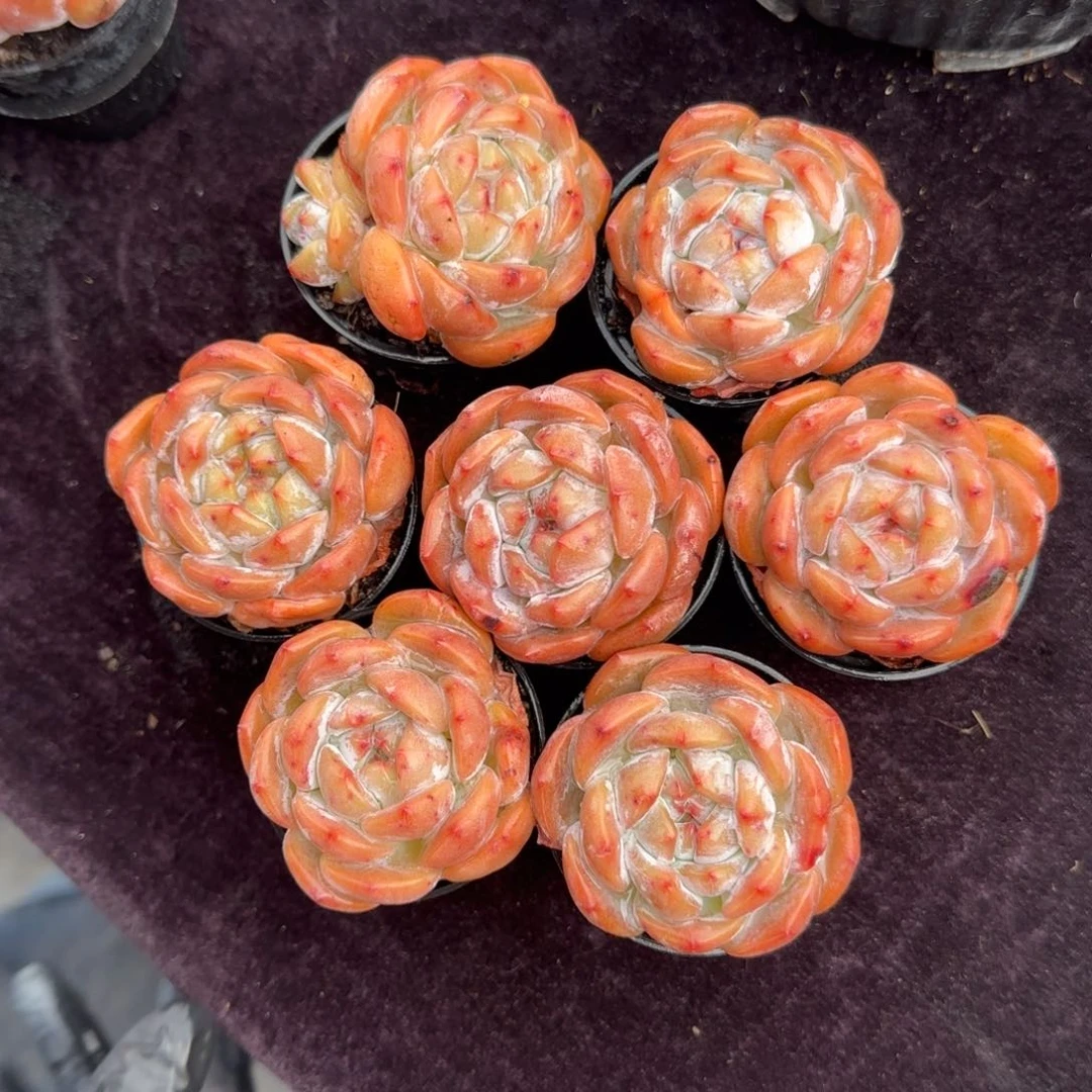 7颗一起一物一拍的