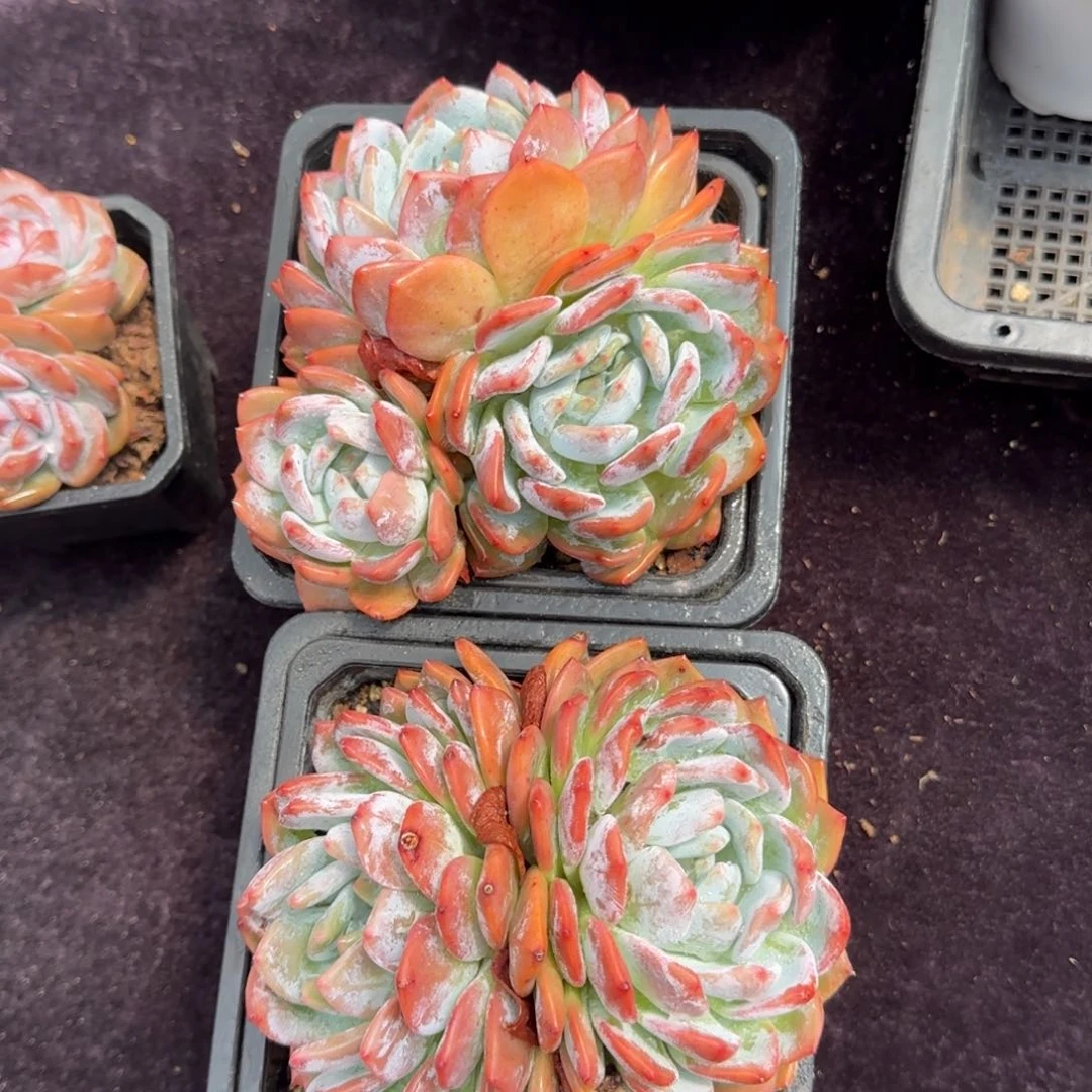 12厘米的尺寸一物一拍的