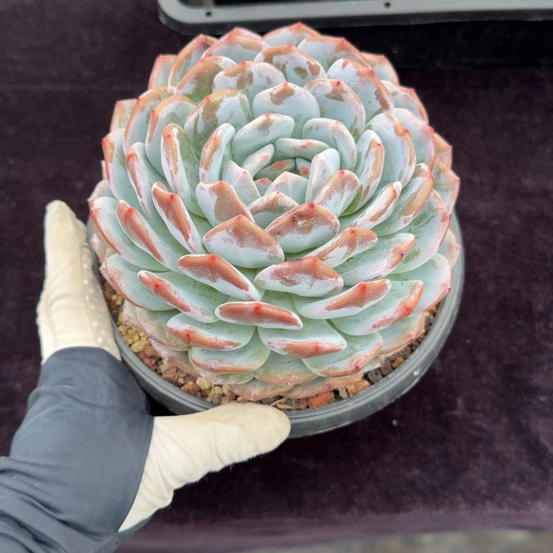 好**姐15厘米左右一物一拍的的
