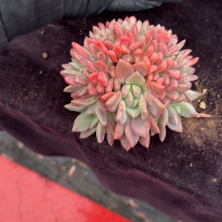 七*`12厘米左右一物一拍的