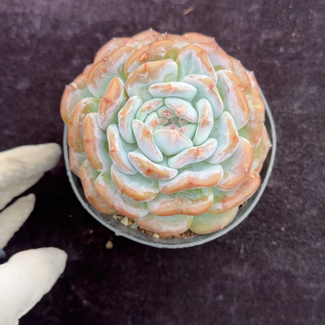 11厘米左右一物一拍的