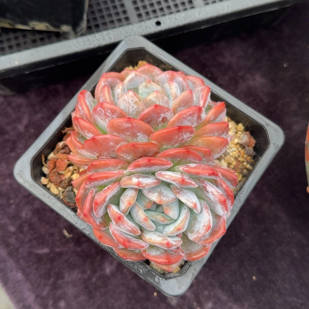 11厘米左右一物一拍橙梦露