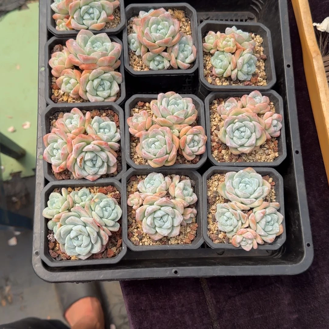 大*子10颗一起一物一拍的